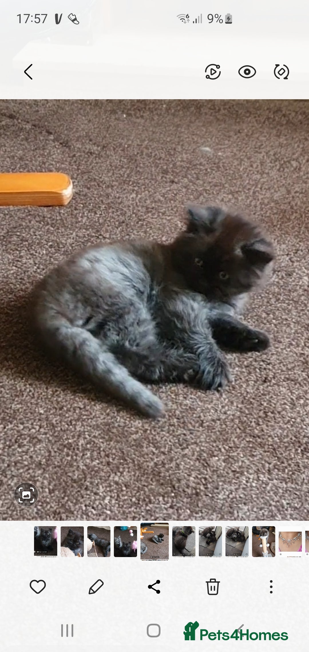 Mixed Breed cats for sale: Beautiful male kitten  - Image 16
