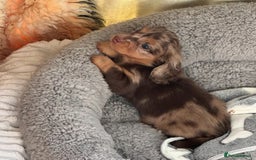 Miniature Dachshund dogs for sale: Miniature Purebred Dachshund Puppies - Image 6