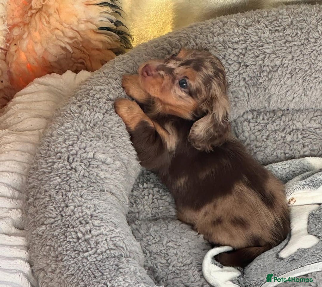 Miniature Dachshund dogs for sale: Miniature Purebred Dachshund Puppies - Image 6