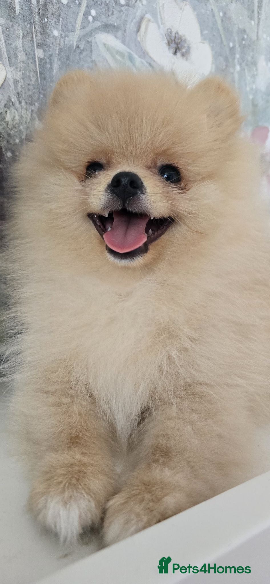 Pomeranian dogs Gorgeous KC Pomeranian Puppies, Boy & Girl Ready - Advert 2