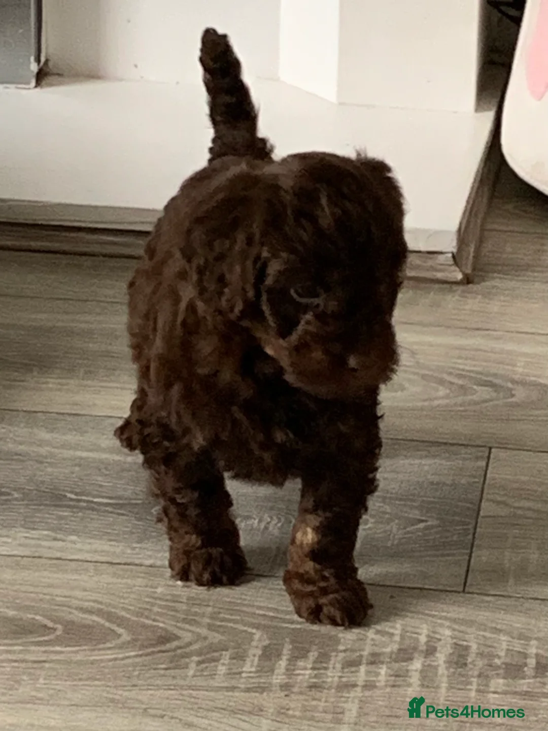 Cockapoo dogs for sale: Healthy toy poodle companions  - Advert 26