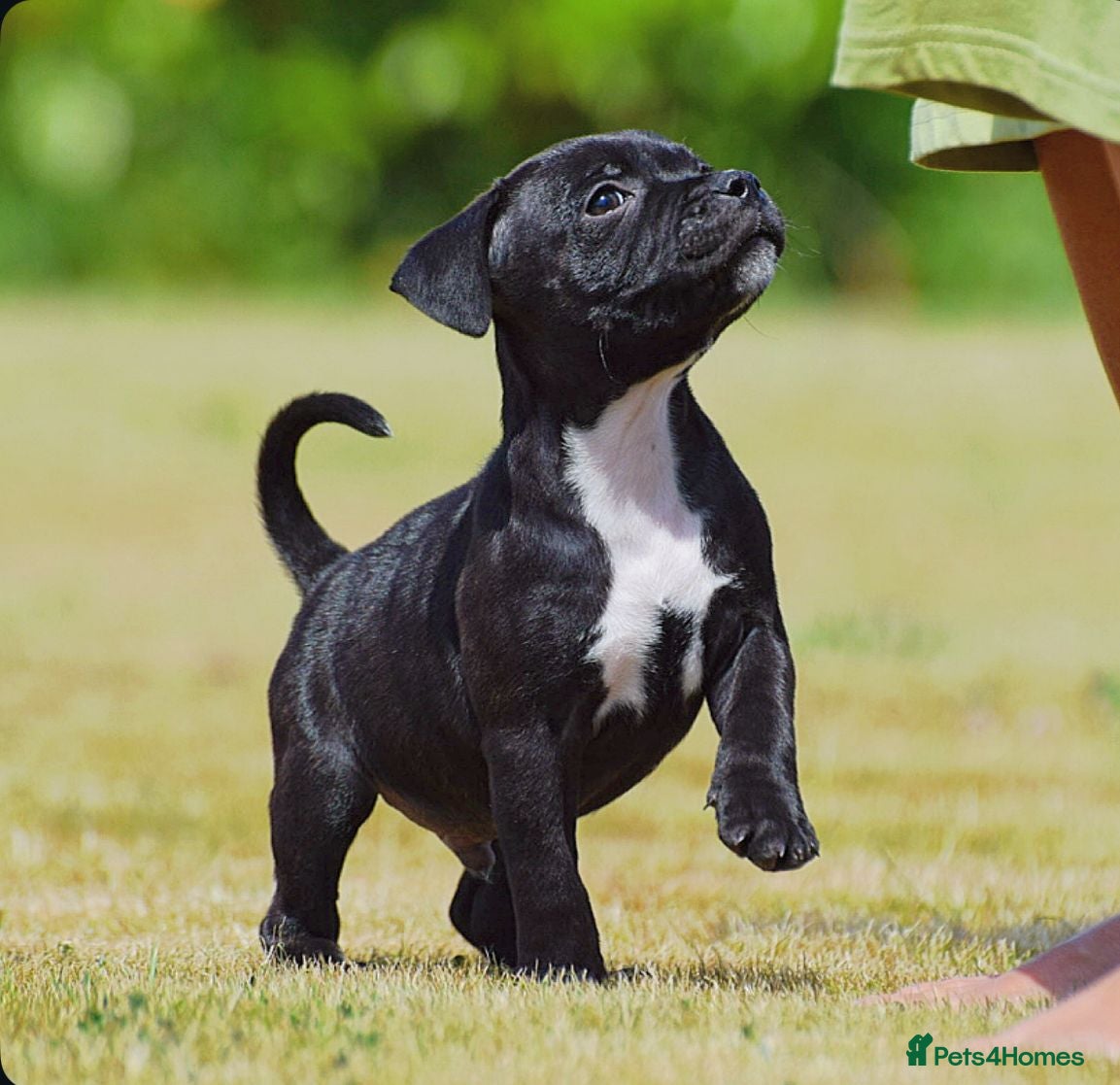 Staffordshire Bull Terrier dogs Incredible black male KC reg - Advert 7