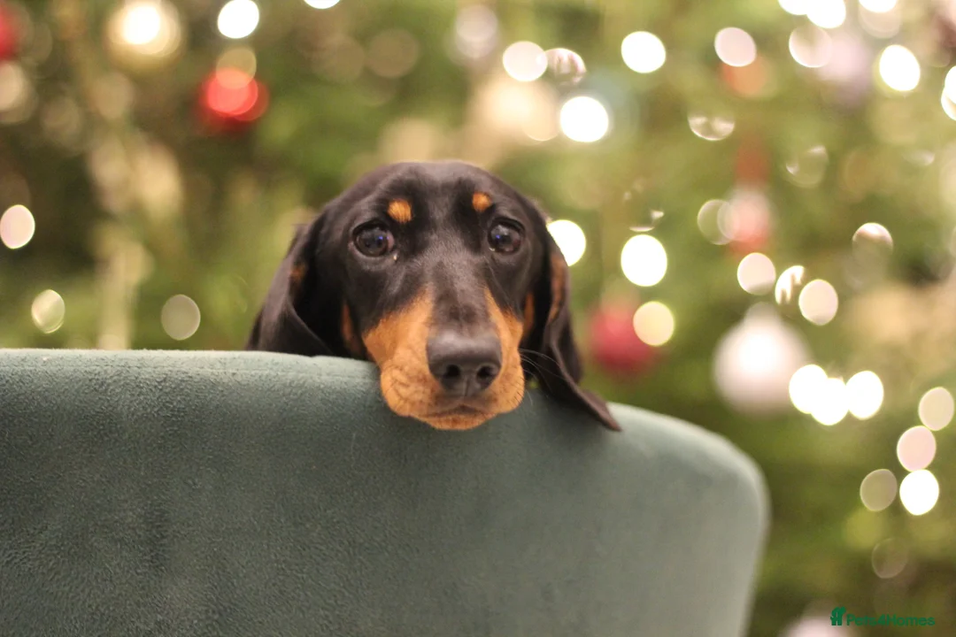 Miniature Dachshund dogs for sale: Two beautiful black & tan minis kc male & female  - Advert 1