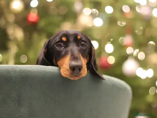 Miniature Dachshund dogs Two beautiful black & tan minis kc male & female - Advert 1