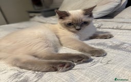 Ragdoll cats for sale: 4 pure ragdoll kittens for sale - Image 2