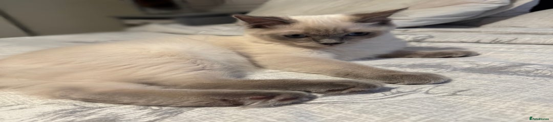 Ragdoll Kitten 3