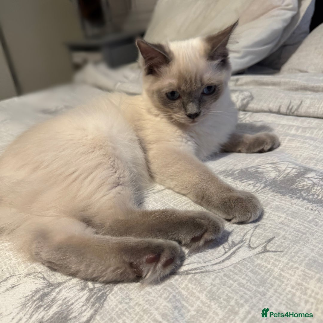 Ragdoll cats for sale: 4 pure ragdoll kittens for sale - Image 2