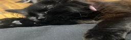 British Longhair cats for sale: Beautiful cat looking for forever home - Advert 4