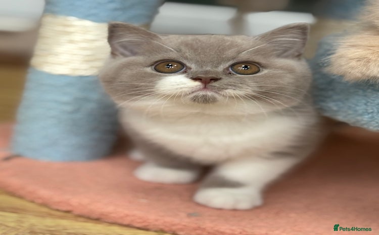 British Shorthair cats - Advert 3