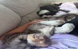 Tibetan Terrier dogs for sale: Tibetan Terrier puppies for sale  - Image 12