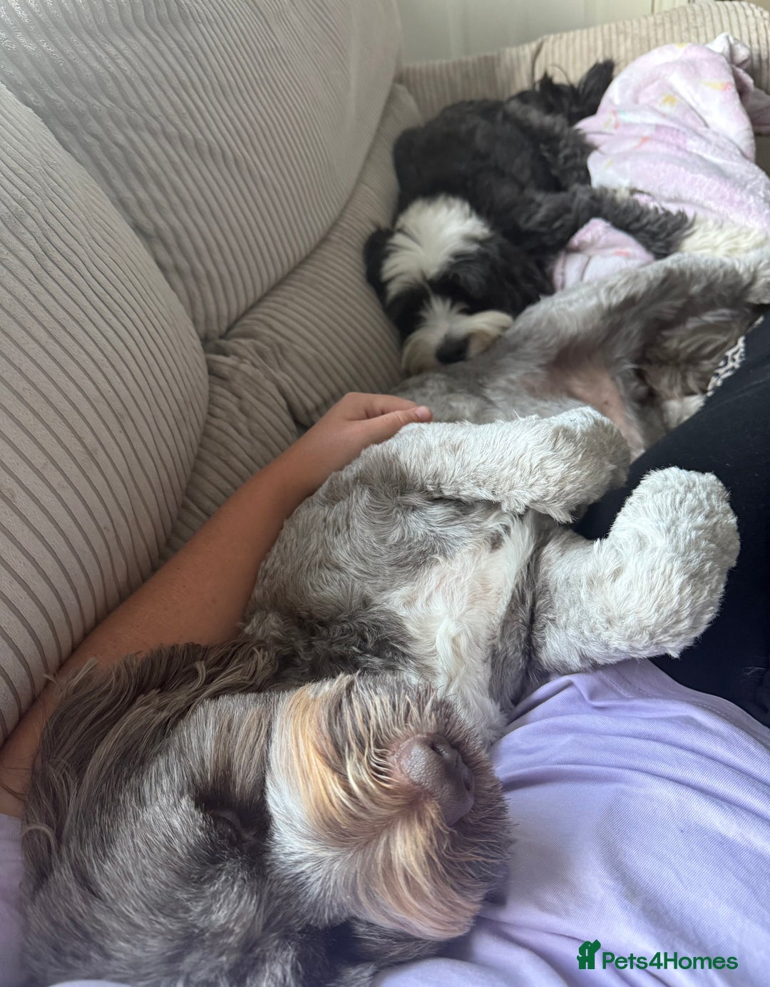 Tibetan Terrier dogs for sale: Tibetan Terrier puppies for sale  - Image 12