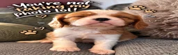 Cavalier King Charles Spaniel dogs for sale: KC Reg Cavalier Pups  - Advert 1