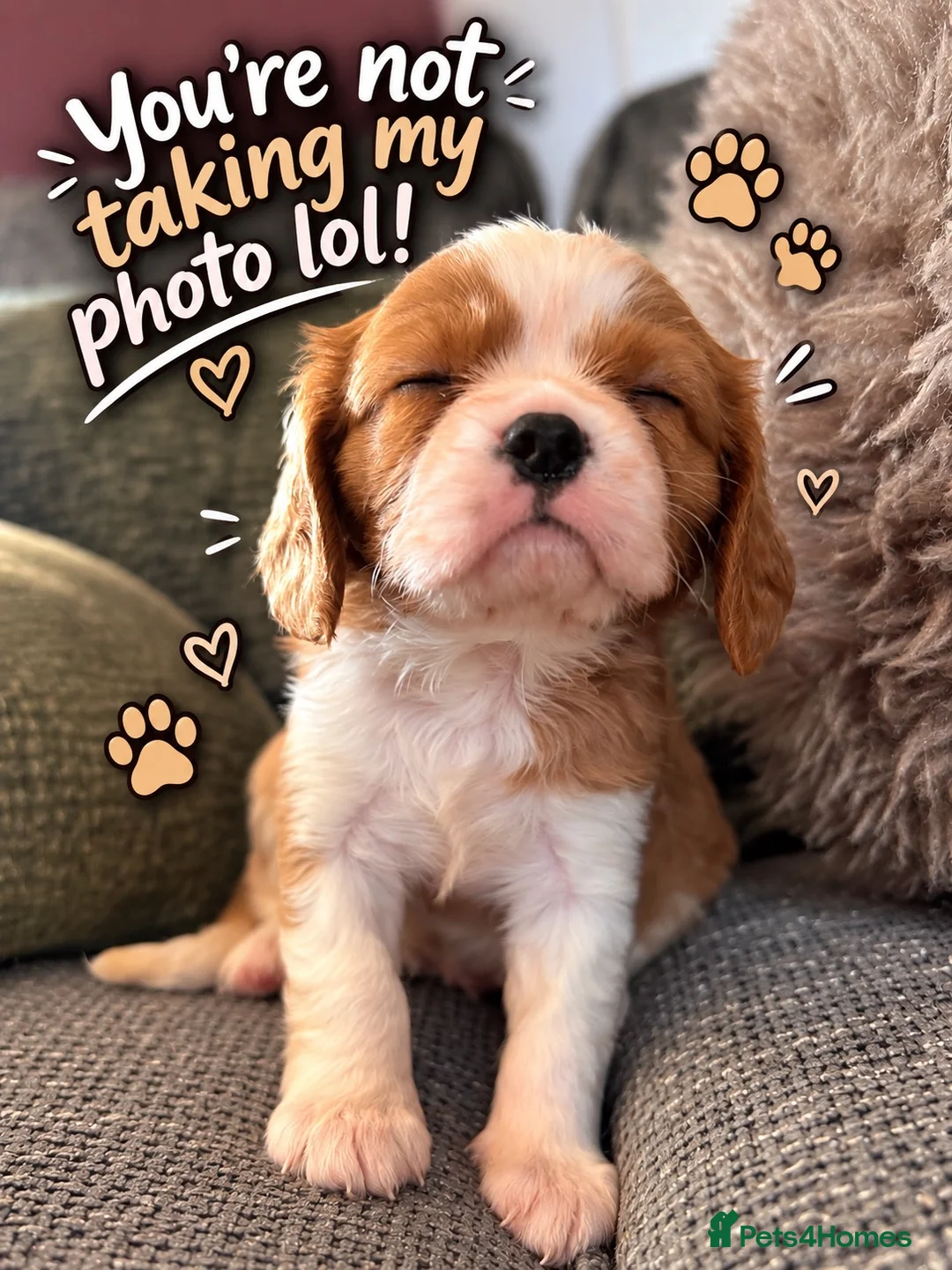 Cavalier King Charles Spaniel dogs for sale: KC Reg Cavalier Pups  - Advert 1