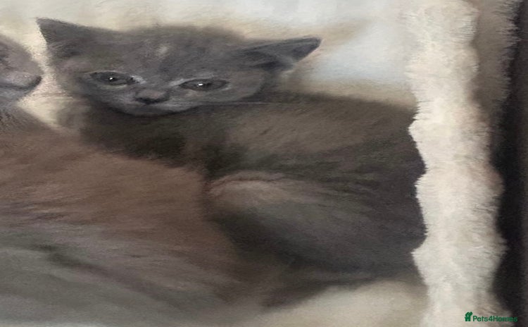 British Shorthair cats - Advert 1