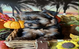 Yorkshire Terrier dogs for sale: Beautiful Pedigree Yorkshire Terrier puppies. - Advert 4