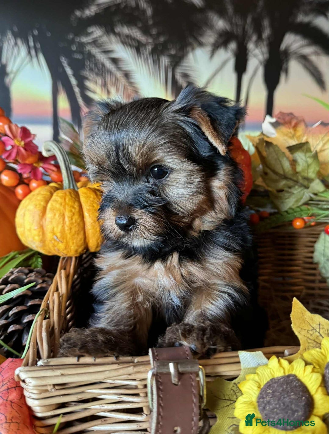 Yorkshire Terrier dogs for sale: Beautiful Pedigree Yorkshire Terrier puppies. - Advert 4