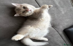 British Shorthair cats for sale: 🐾 Purebred British Shorthair & Longhair Kittens  - Image 30