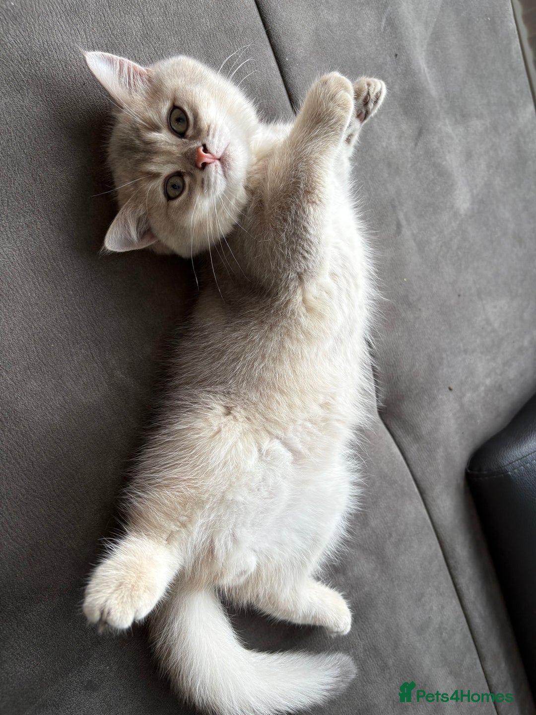 British Shorthair cats for sale: 🐾 Purebred British Shorthair & Longhair Kittens  - Image 30