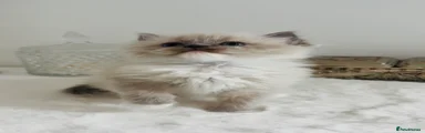 Ragdoll Kitten 3