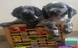 Cocker Spaniel dogs for sale:  2 Beautiful working cocker spaniel pups for sale. - Image 7