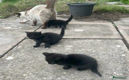 Mixed Breed cats for sale: 3 Black Kittens from White Birman Mother - Image 7