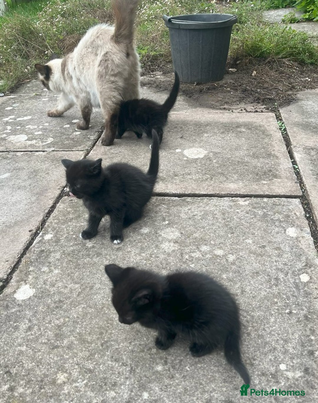 Mixed Breed cats for sale: 3 Black Kittens from White Birman Mother - Image 7