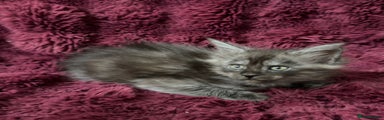 Maine Coon Kitten 4