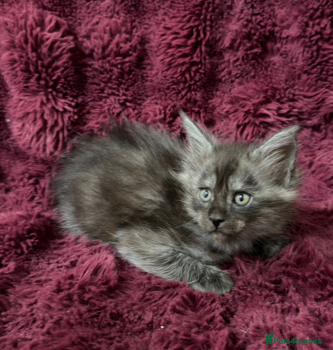 Maine Coon cats for sale: Pure Maine Coon kittens available  - Advert 6