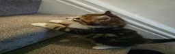Domestic Shorthair cats for sale: Kittens looking for new home in Stafford - Advert 10