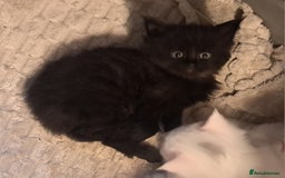 Maine Coon cats for sale: Maine coon kittens - Image 4