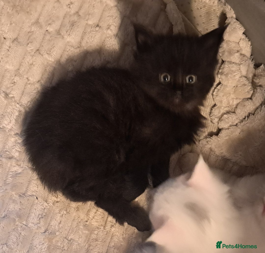 Maine Coon cats for sale: Maine coon kittens - Image 4