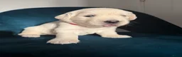 Golden Retriever dogs for sale: Beautiful KC Registered Golden retriever puppies - Advert 13
