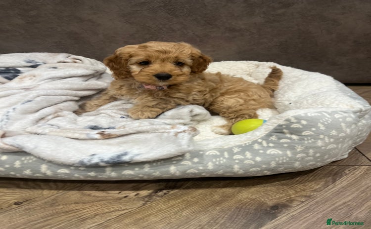 Cockapoo dogs - Advert 4