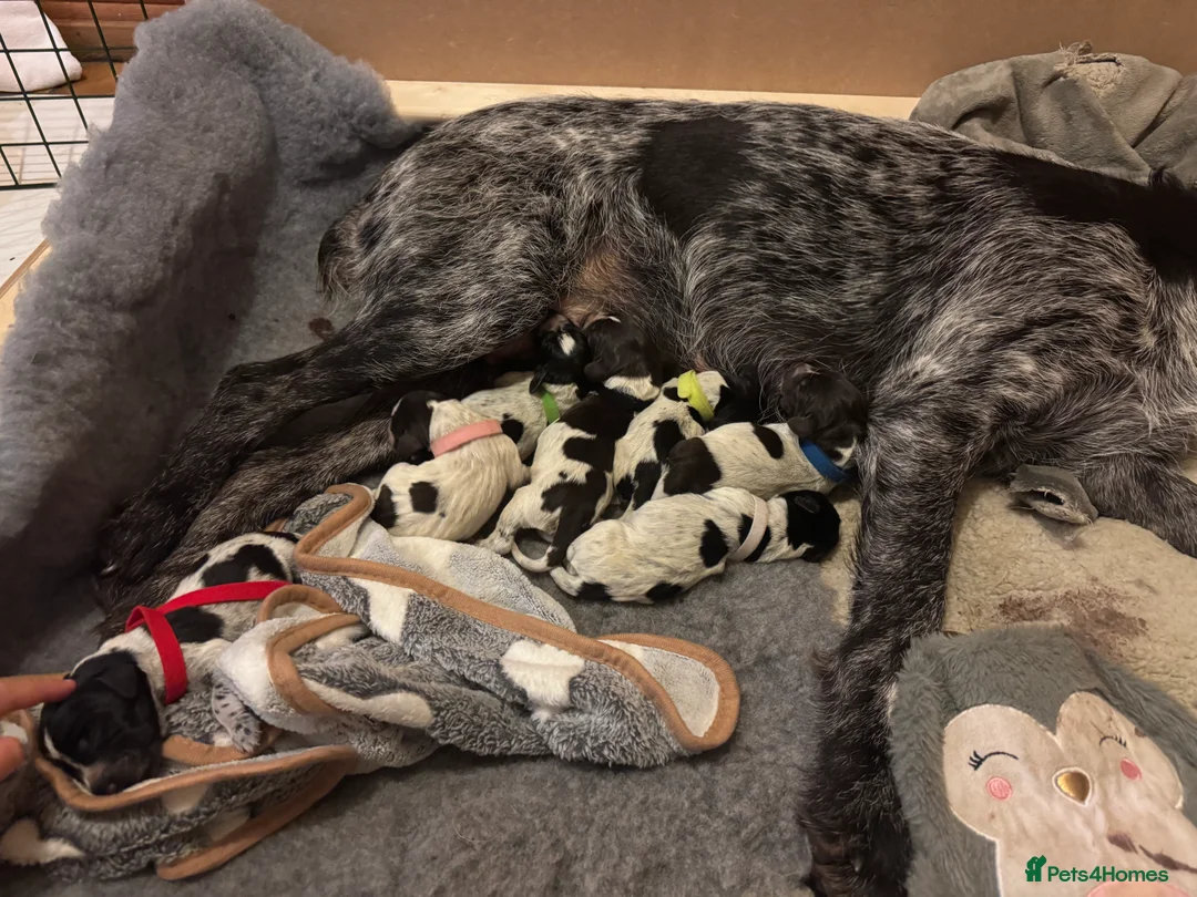 German Wirehaired Pointer dogs for sale: Pedigree German Wirehaired Pointer Pups.  - Advert 5
