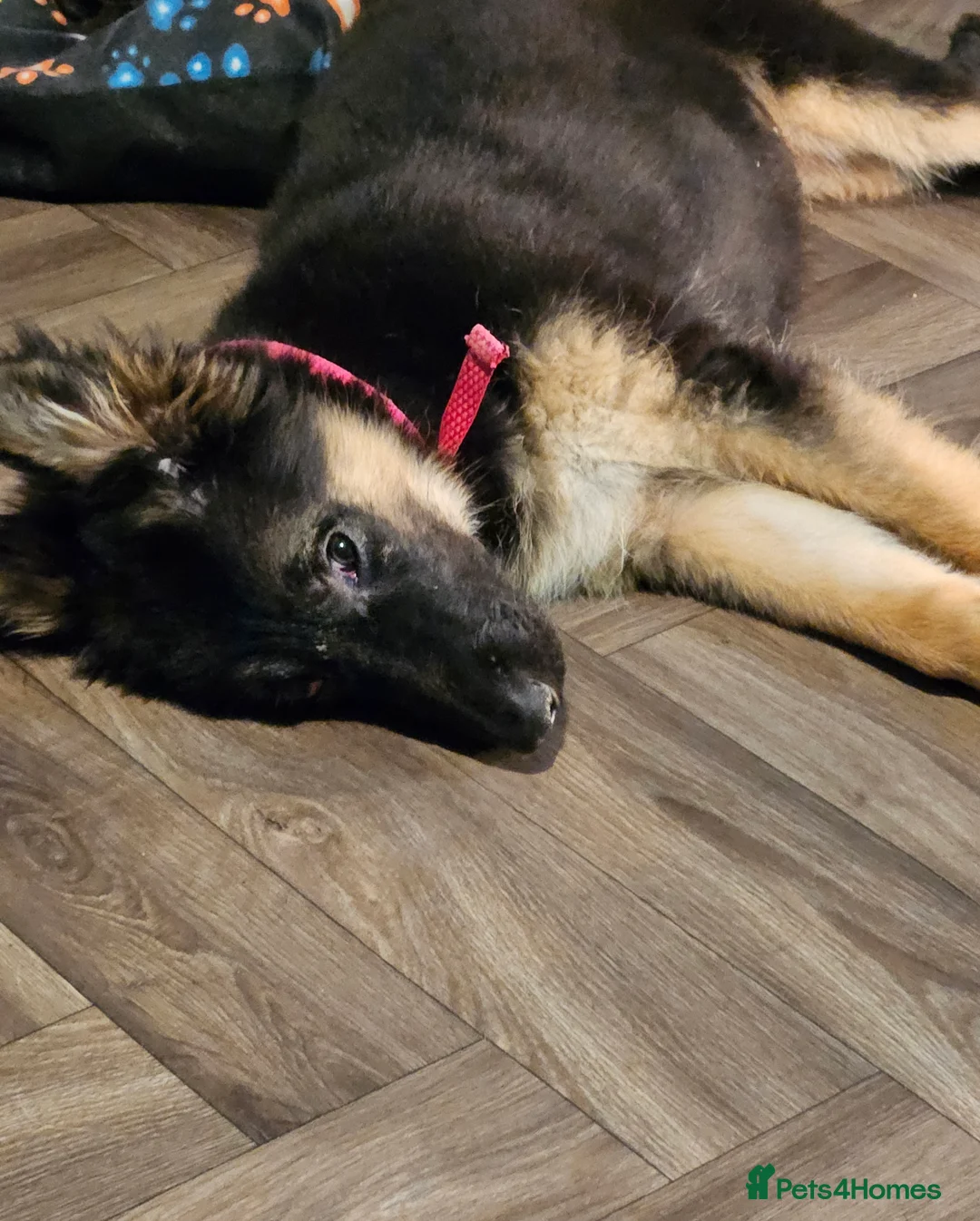 German Shepherd dogs for sale: Female German Shepherd puppy available  - Advert 2