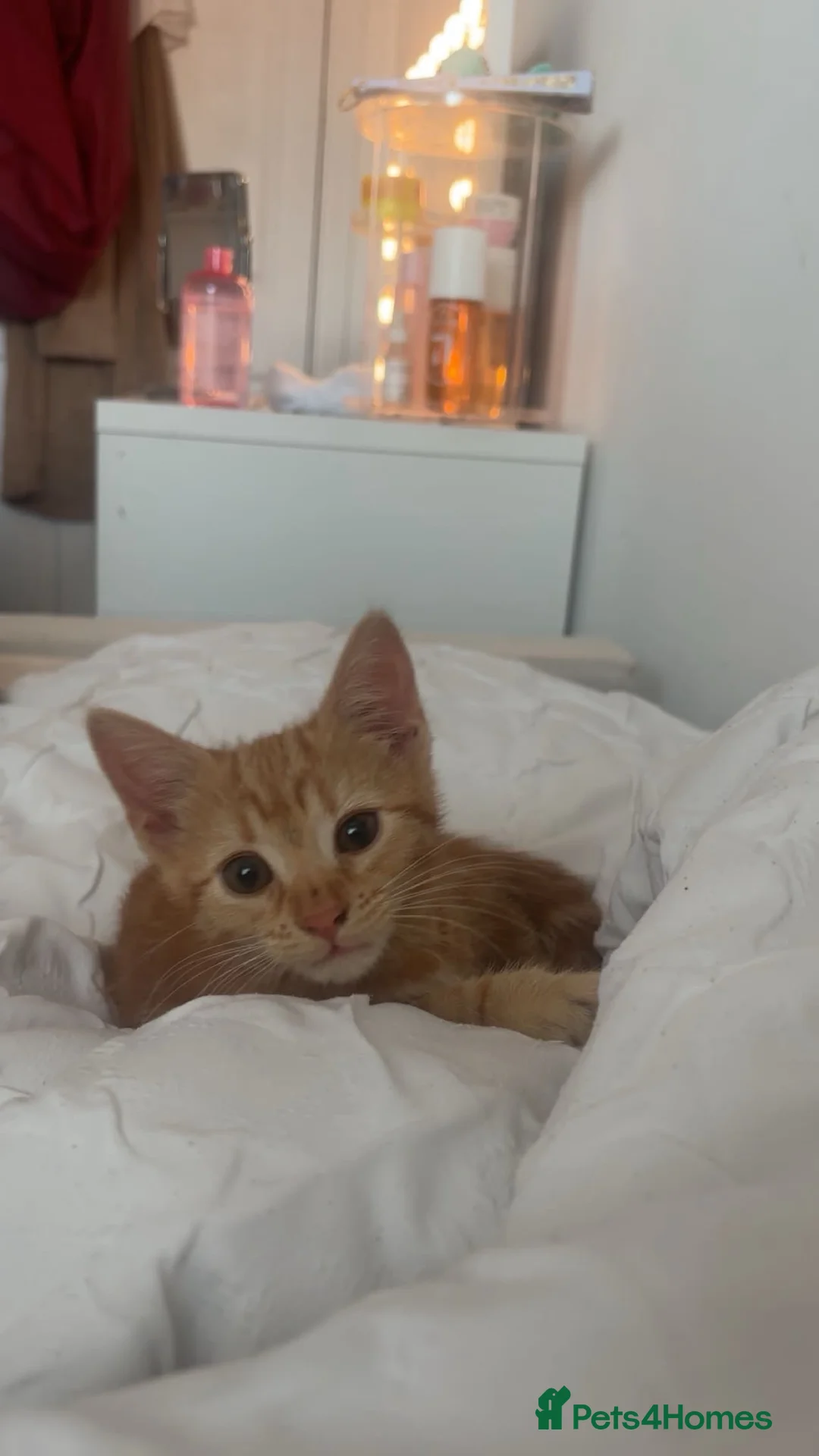 Mixed Breed cats for sale: Female Kitten  in Burry Port - Advert 2