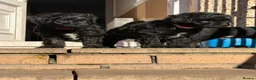 Jackapoo dogs for sale: 2 female Jackapoos - Advert 3