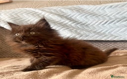 Maine Coon cats for sale: Maine Coon Male Kitten - Advert 1