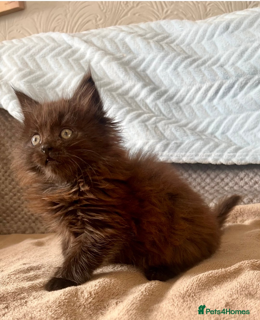 Maine Coon cats for sale: Maine Coon Male Kitten - Advert 1