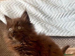 Maine Coon cats Maine Coon Male Kitten - Advert 13