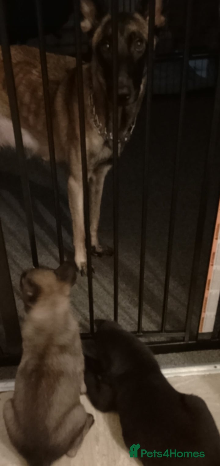 Belgian Shepherd Dog dogs Belgian malinois puppies  - Advert 6