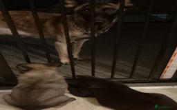 Belgian Shepherd Dog dogs for sale: Belgian malinois puppies  - Image 11