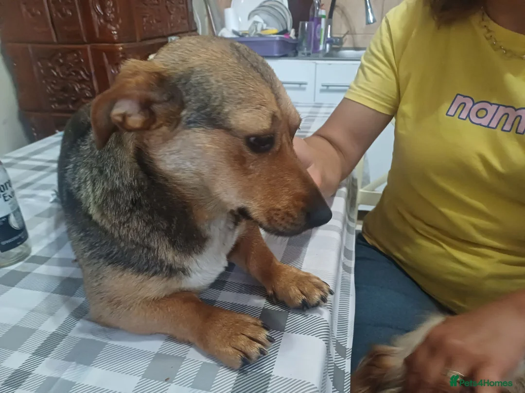 Mixed Breed dogs for adoption: 💛BELLA – The Little Street Dog Who Chose To Trust in Nottingham - Advert 2