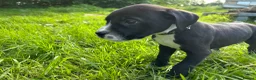 Mixed Breed dogs for sale: 🐾 Stunning Dalmatian × Boxer Puppies 🐾 in Leek - Advert 3