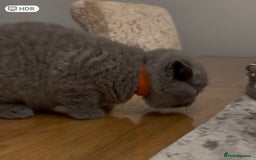 British Shorthair cats for sale: GCCF reg. BSH male and Blue cream girl  - Image 4