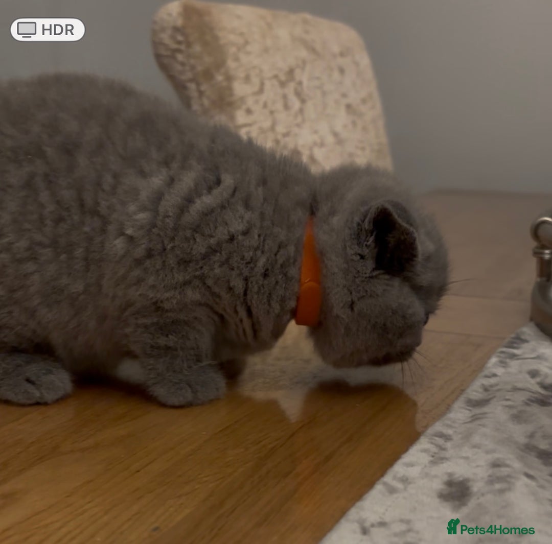 British Shorthair cats for sale: GCCF reg. BSH male and Blue cream girl  - Image 4