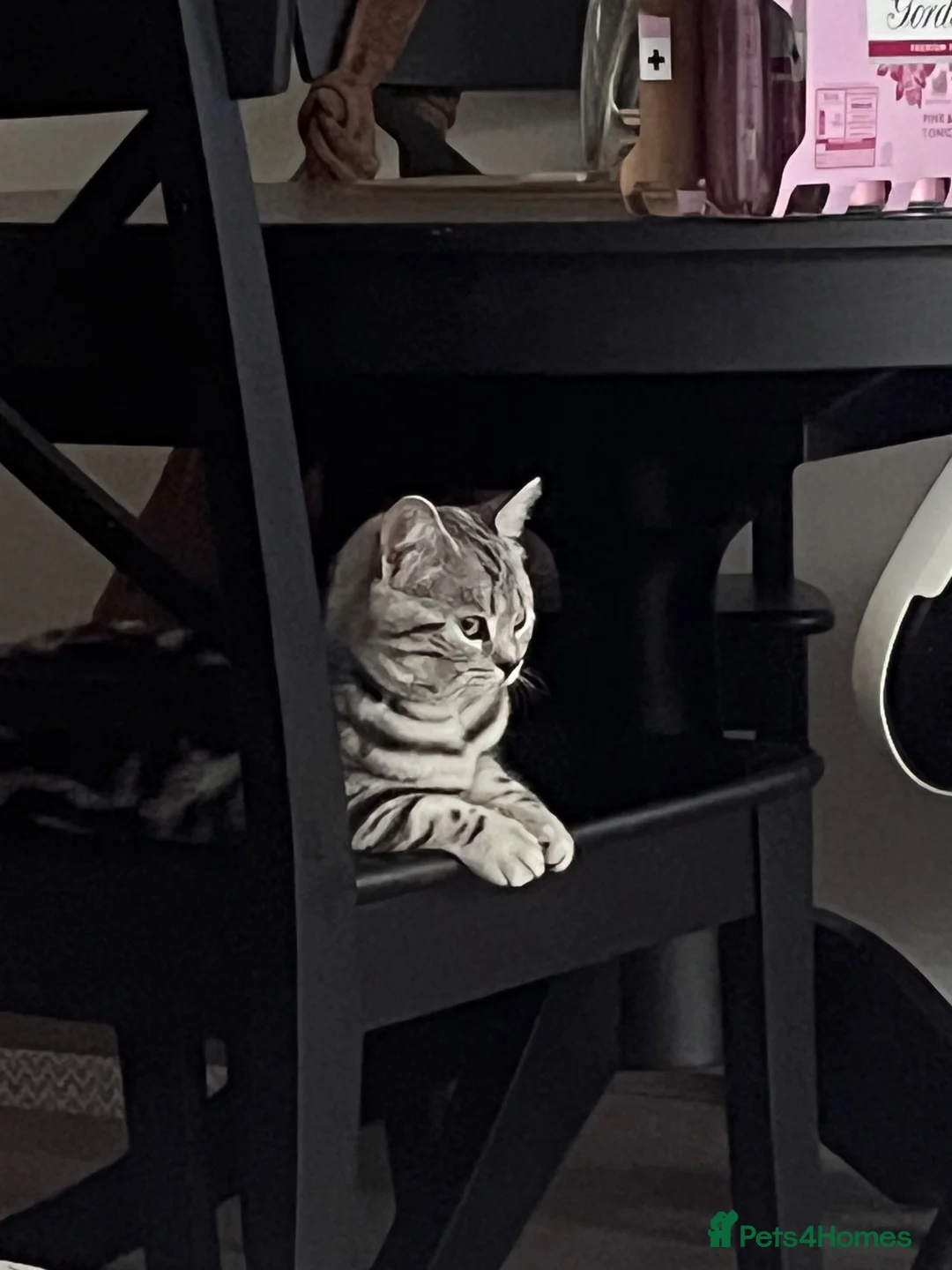 British Shorthair cats for sale: Silver Tabby British Shorthair  in Beverley - Advert 2