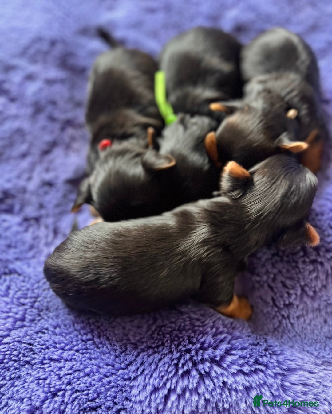 Yorkshire Terrier dogs for sale: ❣️❣️❣️ Miniature Yorkshire Terriers – 4 Boys ❣️❣️ - Advert 5