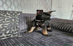 Belgian Shepherd Dog dogs for sale:  Belgian malinois  - Image 5