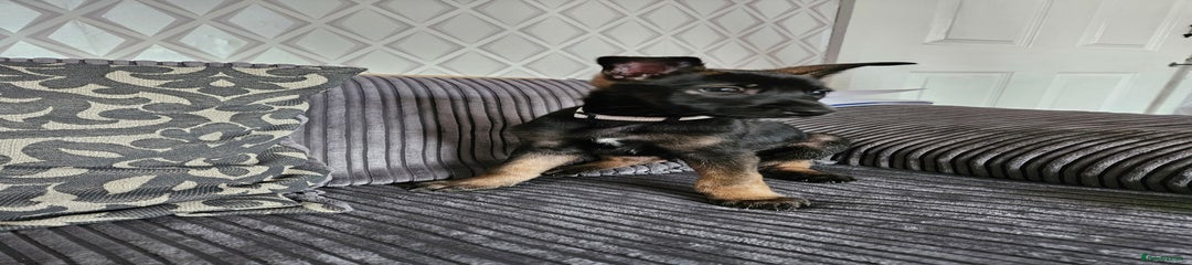 Belgian Shepherd Dog Puppy 3